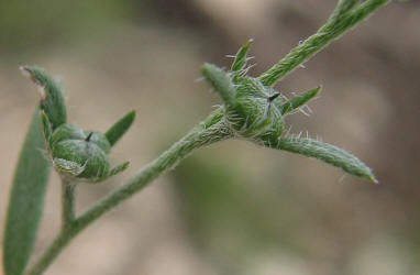 Pasture Heliotrope, Heliotropium tenellum (2)