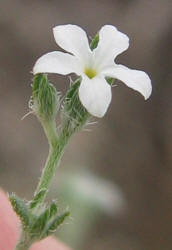 Pasture Heliotrope, Heliotropium tenellum