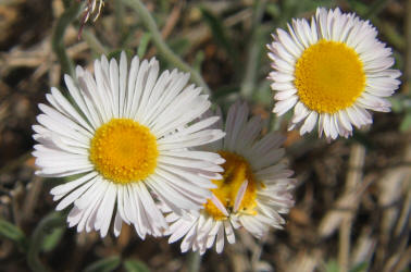 Plains Fleabane, Erigeron modestus (1)