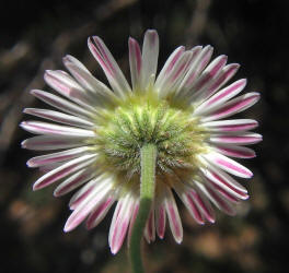 Plains Fleabane, Erigeron modestus (5)