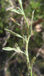 Plains Fleabane, Erigeron modestus (6)