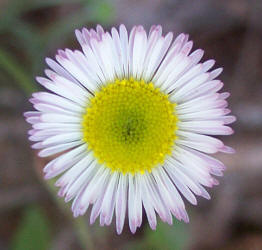 Plains Fleabane, Erigeron modestus