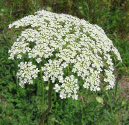 Queen Anne's Lace, Daucus carota (1)