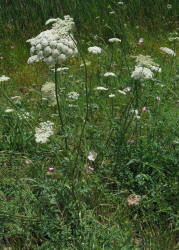 Queen Anne's Lace, Daucus carota (2)