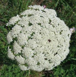 Queen Anne's Lace, Daucus carota