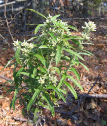 Rabbit-tobacco Pseudognaphalium obtusifolium, VZ