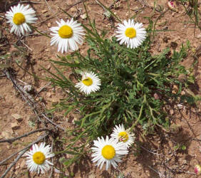 Riddell's Lazy Daisy, Aphanostephus riddellii