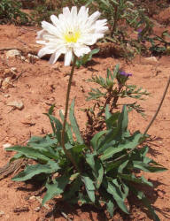 Rock Lettuce, Pinaropappus roseus (2)