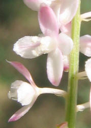 Rougeplant, Rivina humilis (3)