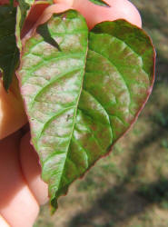 Rougeplant, Rivina humilis (4)