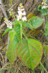Rougeplant, Rivina humilis