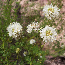 Roundhead Prairie Clover, Dalea multiflora (2)