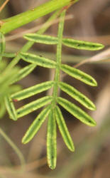 Roundhead Prairie Clover, Dalea multiflora (8)