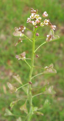 Shepherdspurse, Capsella bursa-pastoris (8)