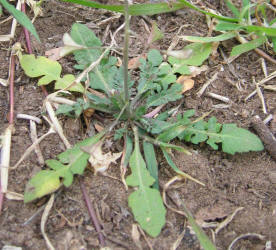 Shepherdspurse, Capsella bursa-pastoris (9)