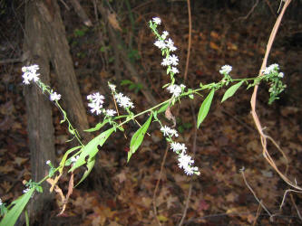 Side-flower Aster, Symphyotrichum lateriflorus, VZ (1)