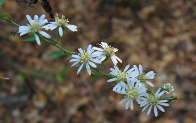 Side-flower Aster, Symphyotrichum lateriflorus, VZ (2)