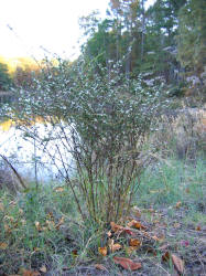 Side-flower Aster, Symphyotrichum lateriflorus, VZ