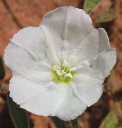 Silver Dwarf Morning-glory, Evolvulus sericeus (1)