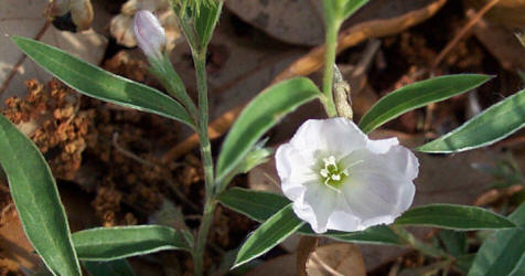 Silver Dwarf Morning-glory, Evolvulus sericeus