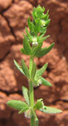 Southern Bedstraw, Galium virgatum (1)