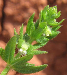 Southern Bedstraw, Galium virgatum (2)