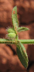 Southern Bedstraw, Galium virgatum (3)