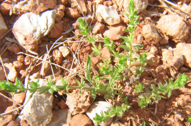 Southern Bedstraw, Galium virgatum