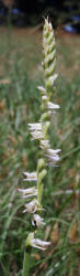 Spring Ladies'-tresses, Spiranthes vernalis, Hill (2)
