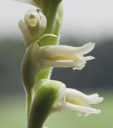 Spring Ladies'-tresses, Spiranthes vernalis, Hill (3)