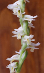 Spring Ladies'-tresses, Spiranthes vernalis, Hill (4)