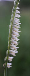 Spring Ladies'-tresses, Spiranthes vernalis, Hill (5)