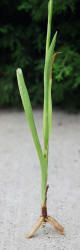 Spring Ladies'-tresses, Spiranthes vernalis, Hill