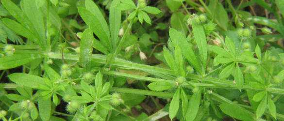 Stickywilly, Galium aparine (1)