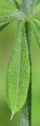 Stickywilly, Galium aparine (11)