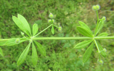 Stickywilly, Galium aparine (2)