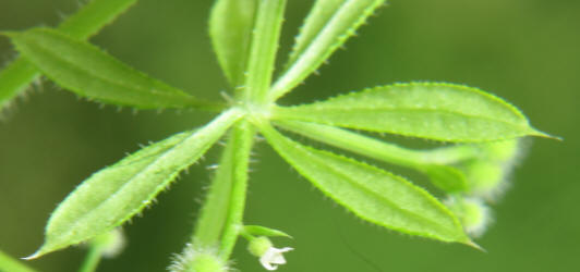 Stickywilly, Galium aparine (3)