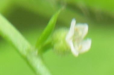 Stickywilly, Galium aparine (6)