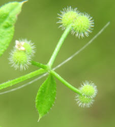 Stickywilly, Galium aparine (7)