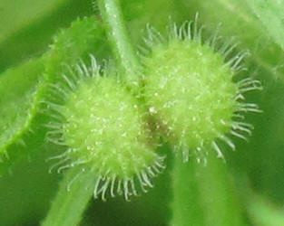 Stickywilly, Galium aparine (8)