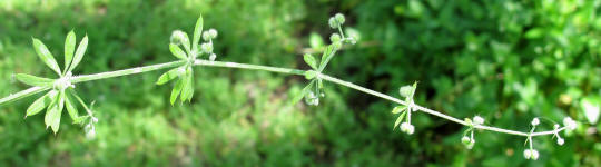 Stickywilly, Galium aparine (9)