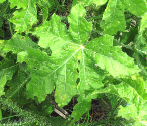 Texas Bull Nettle, Cnidoscolus texanus, CA (1)