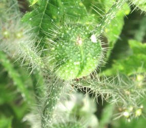 Texas Bull Nettle, Cnidoscolus texanus, CA (2)