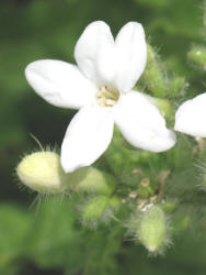 Texas Bull Nettle, Cnidoscolus texanus, CA (3)