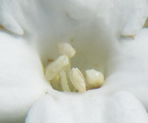 Texas Bull Nettle, Cnidoscolus texanus, CA (4)