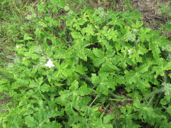 Texas Bull Nettle, Cnidoscolus texanus, CA