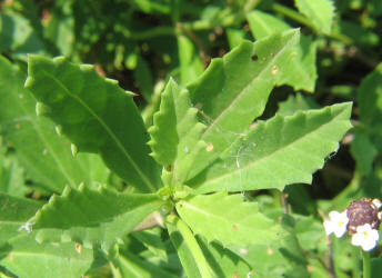 Texas Frogfruit, Phyla nodiflora (10)