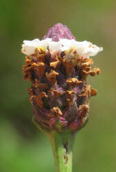 Texas Frogfruit, Phyla nodiflora (4)