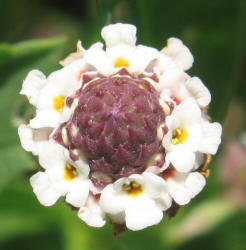 Texas Frogfruit, Phyla nodiflora (7)