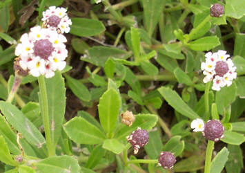 Texas Frogfruit, Phyla nodiflora